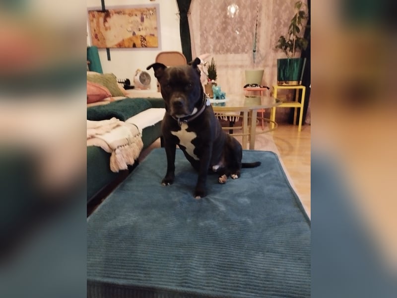 American Bulldog old english blueline Mix zu vergeben