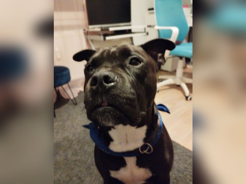 American Bulldog old english blueline Mix zu vergeben