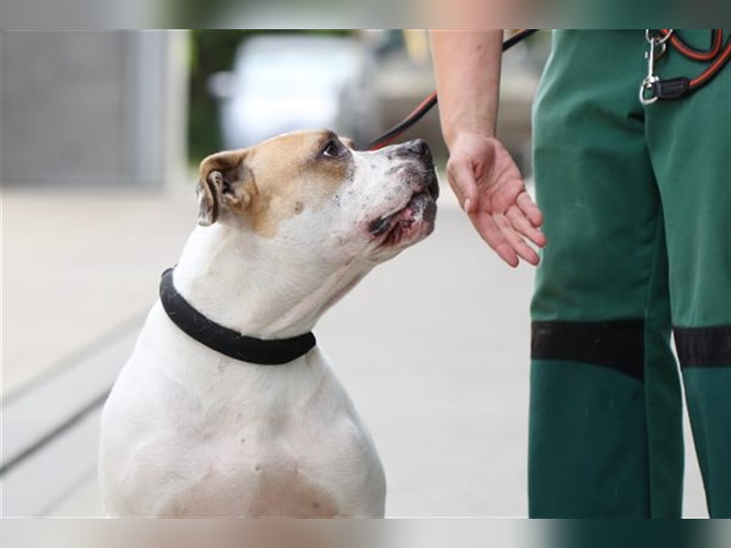 Spike wartet seit 3 Jahren im Tierheim Berlin
