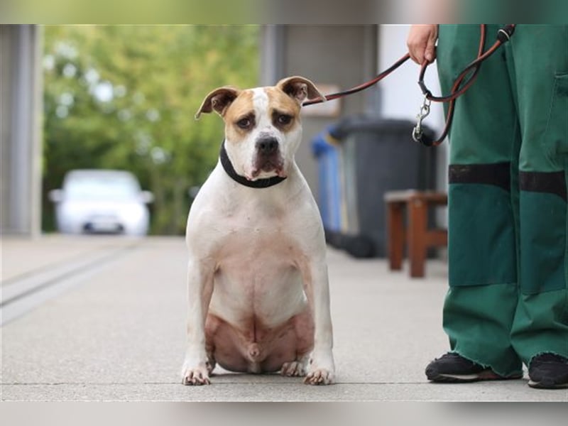 Spike wartet seit 3 Jahren im Tierheim Berlin