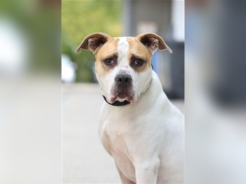 Spike wartet seit 3 Jahren im Tierheim Berlin