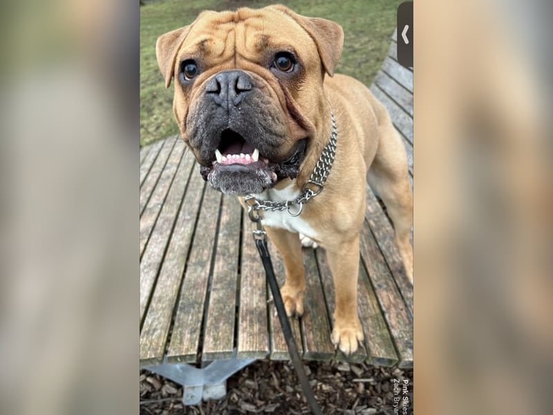 Hugo sucht ein neues Zuhause