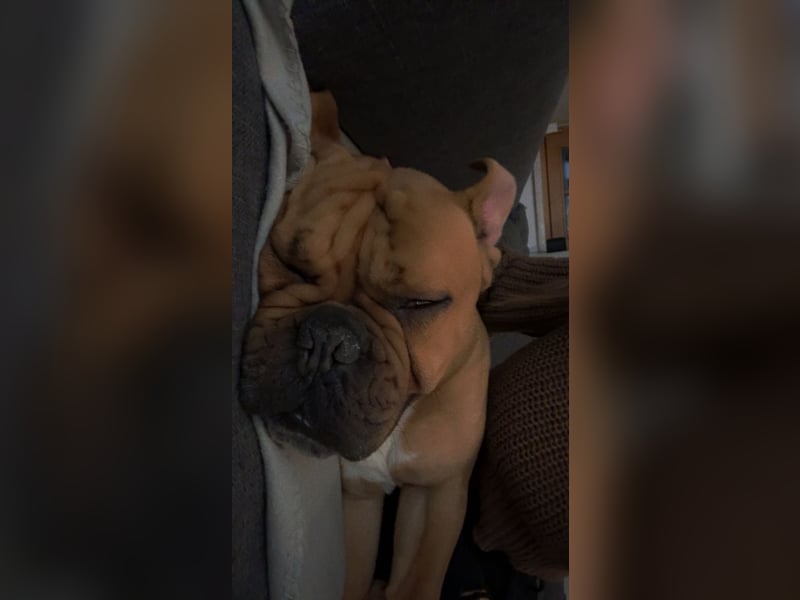 Hugo sucht ein neues Zuhause