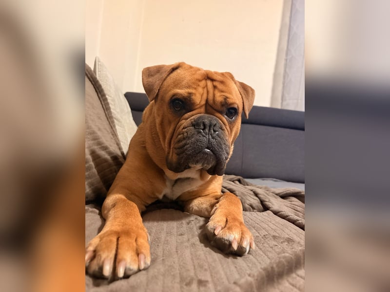 Hugo sucht ein neues Zuhause