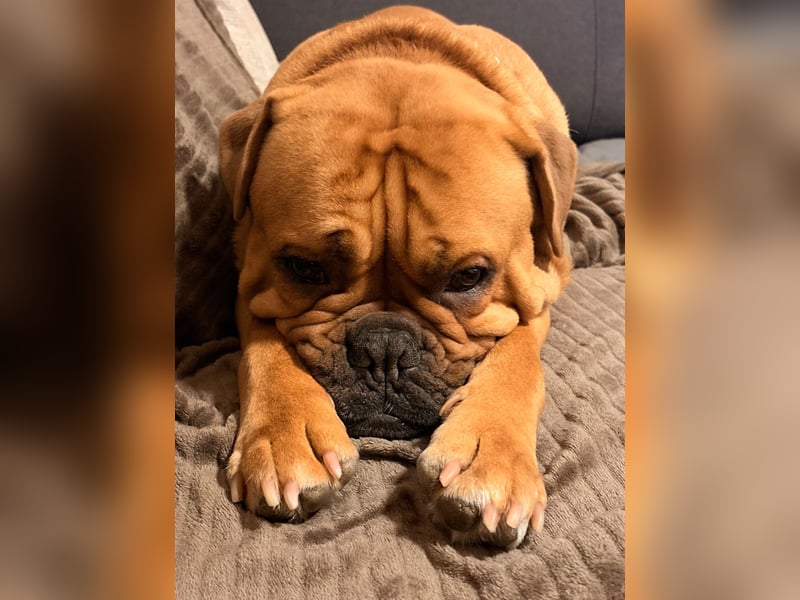 Hugo sucht ein neues Zuhause