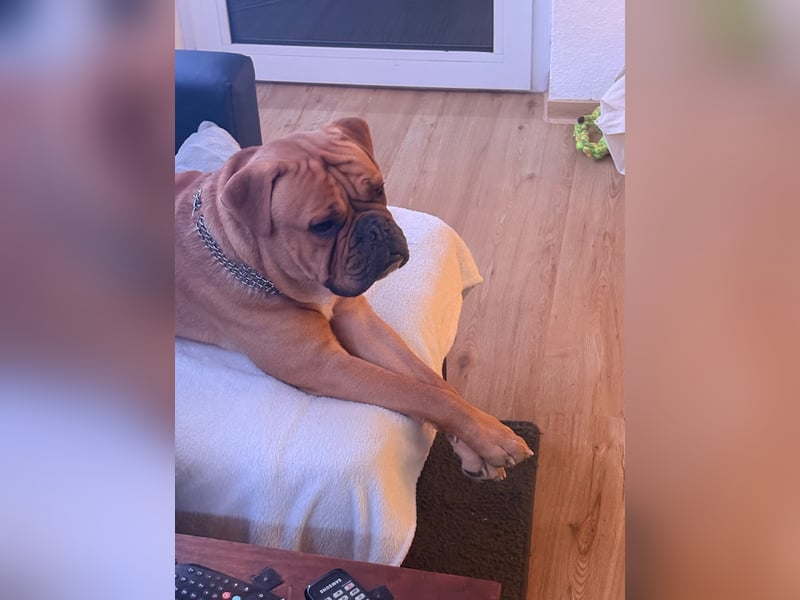 Hugo sucht ein neues Zuhause