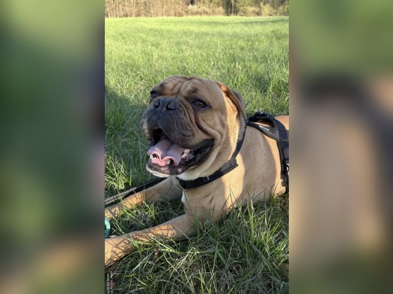 Hugo sucht ein neues Zuhause
