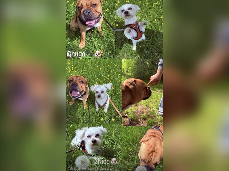 Hugo sucht ein neues Zuhause