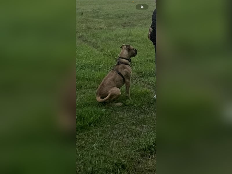 Boxer / american Bulldog