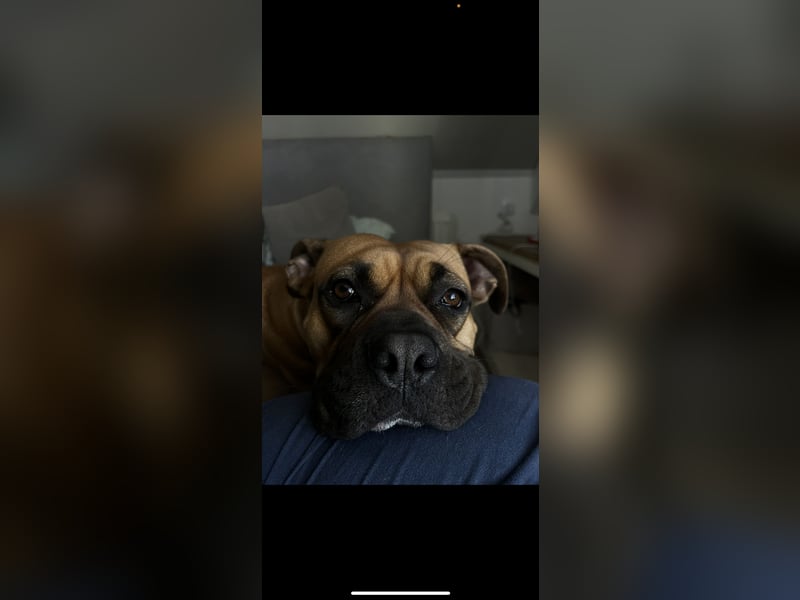Boxer / american Bulldog