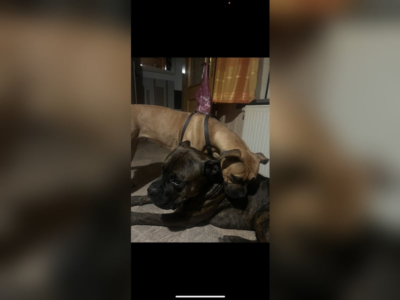 Boxer / american Bulldog