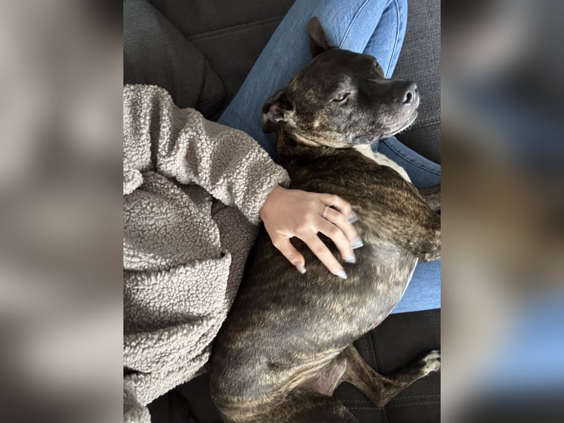 Mischlingsrüde Alan sucht ein passendes Zuhause