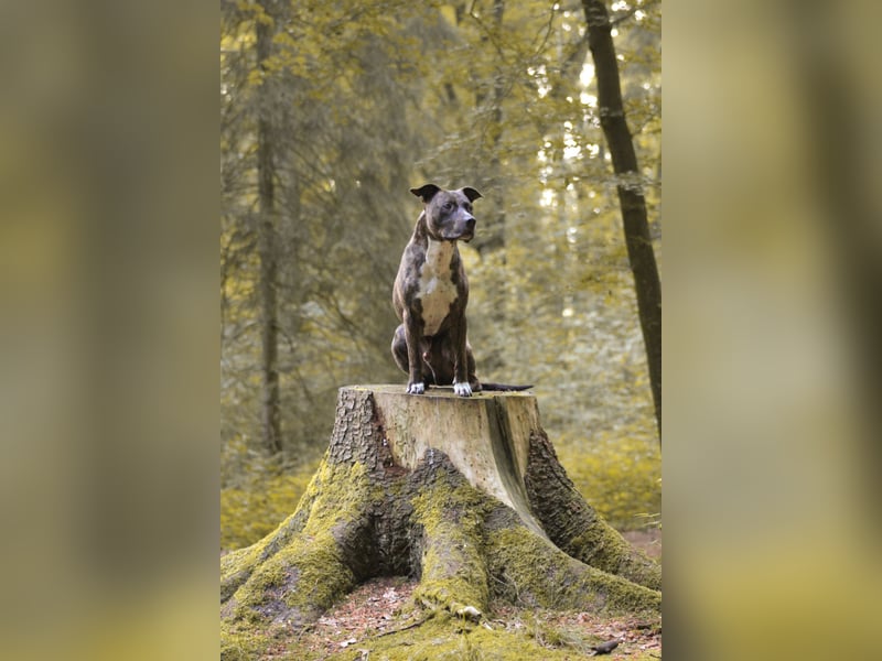 Mischlingsrüde Alan sucht ein passendes Zuhause