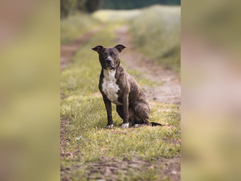 Mischlingsrüde Alan sucht ein passendes Zuhause