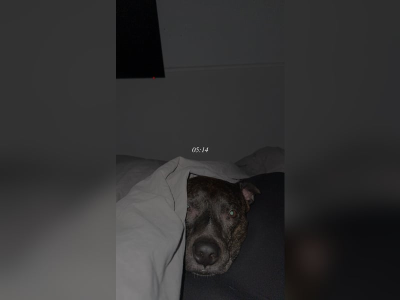 Mischlingsrüde Alan sucht ein passendes Zuhause