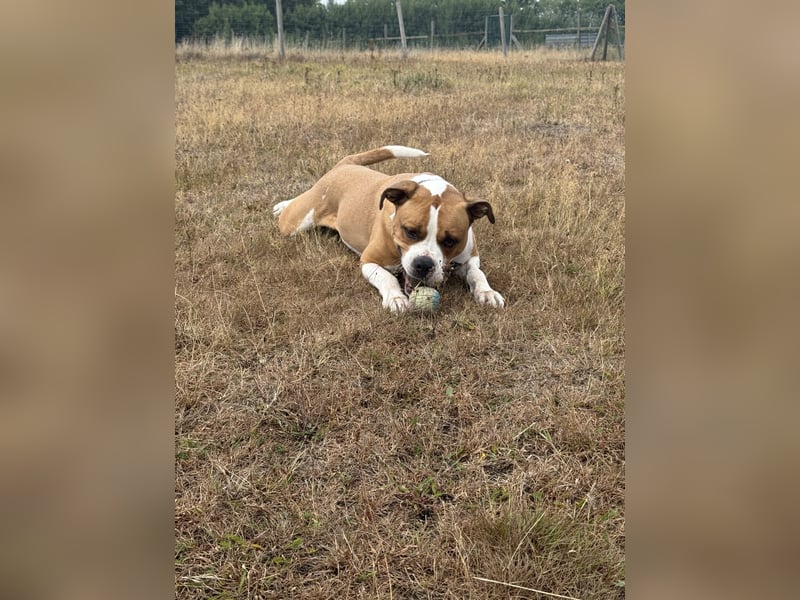 American Bulldog x Bordercoli