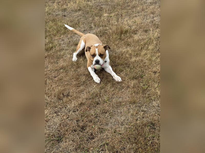 American Bulldog x Bordercoli