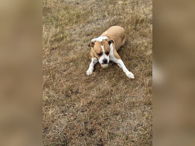 American Bulldog x Bordercoli
