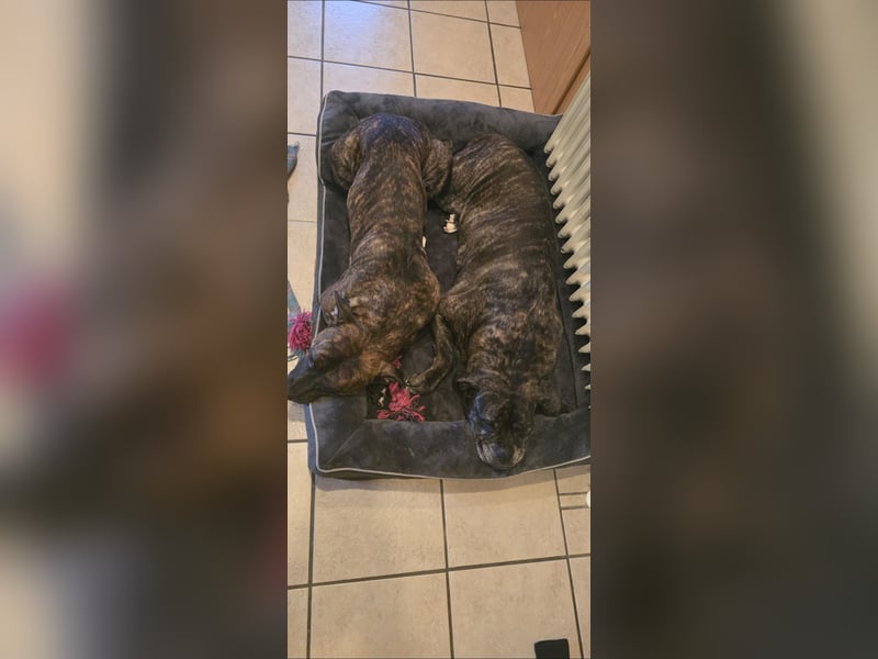 American Bulldog Cane Corso Hündin