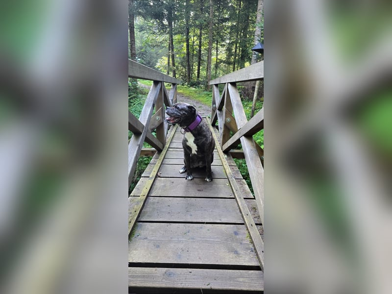 American Bulldog Cane Corso Hündin