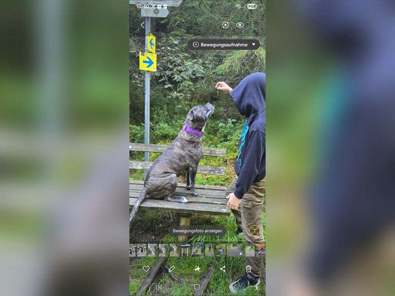 American Bulldog Cane Corso Hündin