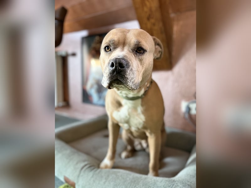 Einen besonderen Hund für eine besonderen Mensch