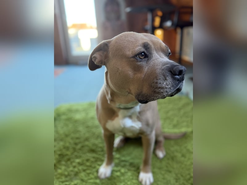 Einen besonderen Hund für eine besonderen Mensch