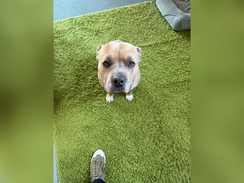 Einen besonderen Hund für eine besonderen Mensch