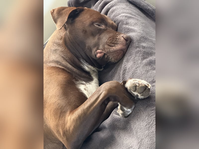 2,5 Jahre alte Mischlingshündin