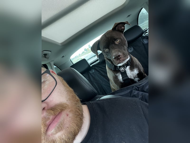 2,5 Jahre alte Mischlingshündin