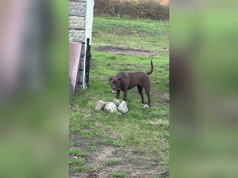 2,5 Jahre alte Mischlingshündin