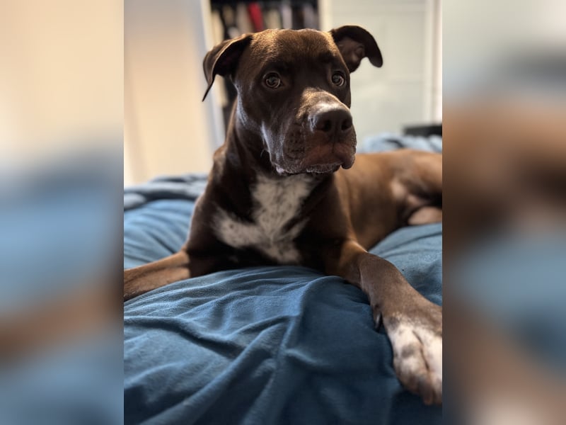 2,5 Jahre alte Mischlingshündin