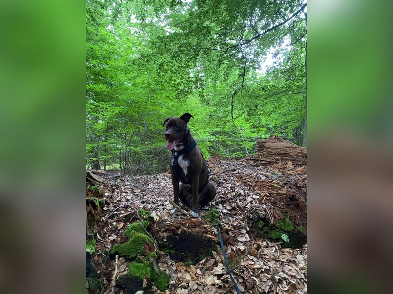 2,5 Jahre alte Mischlingshündin