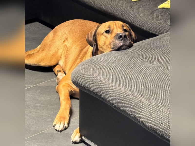 Liebevollen Mischlingshund schweren Herzens abzugeben