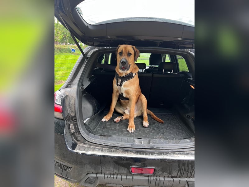 Liebevollen Mischlingshund schweren Herzens abzugeben