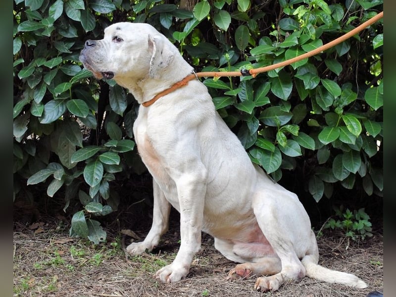 Dollaro - In einer anderen Zeit