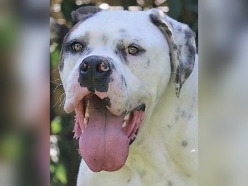 Dimitri - NOTFALL - Wie man einen Hund langsam kaputt stehen lässt