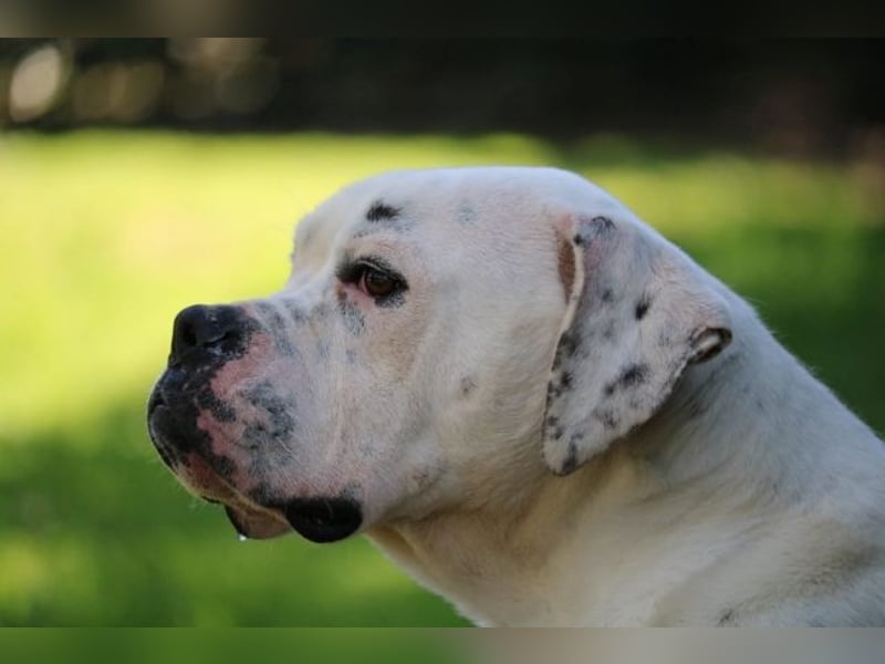 Dollaro - ist ein weißer Prachtkerl