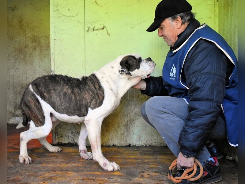 Dimitri - NOTFALL - Wie man einen Hund langsam kaputt stehen lässt