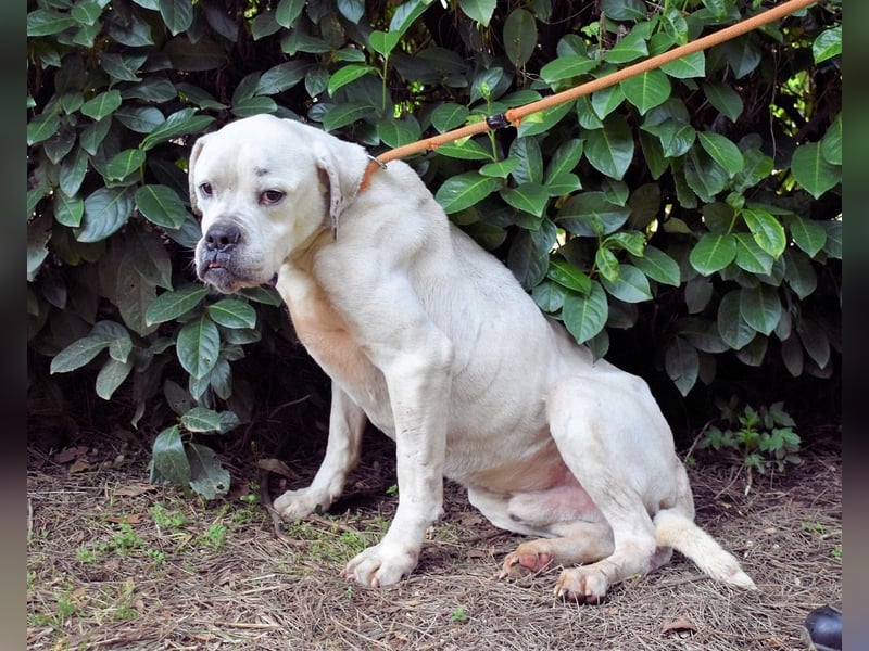 Dollaro - In einer anderen Zeit