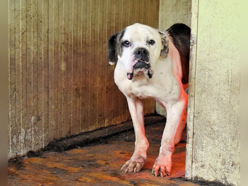 Dimitri - NOTFALL - Wie man einen Hund langsam kaputt stehen lässt