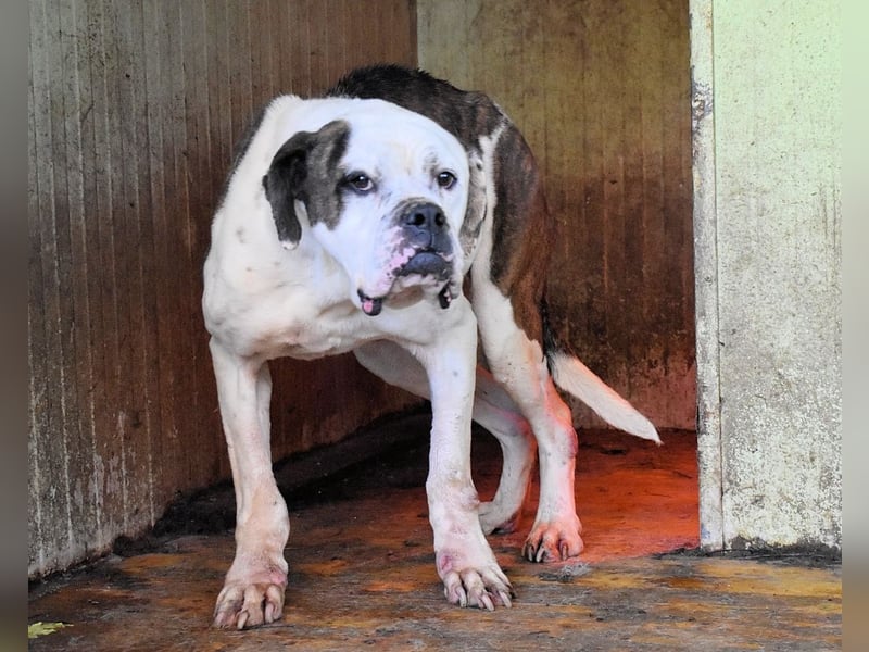 Dimitri - Notfall - Wie man einen Hund langsam kaputt stehen lässt