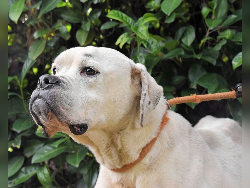 Dollaro - In einer anderen Zeit