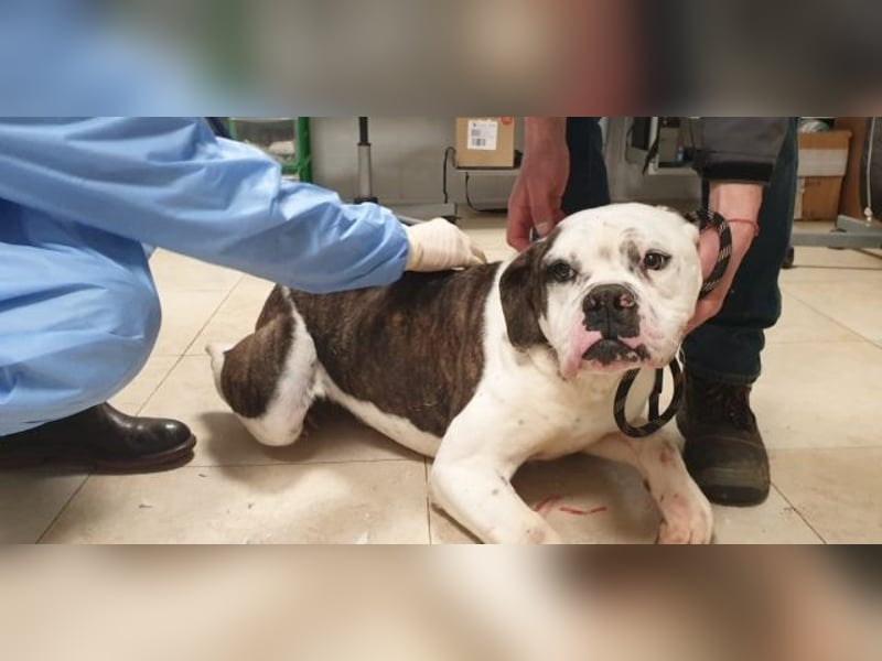 Dimitri - Gebt Ihr mir eine Chance?