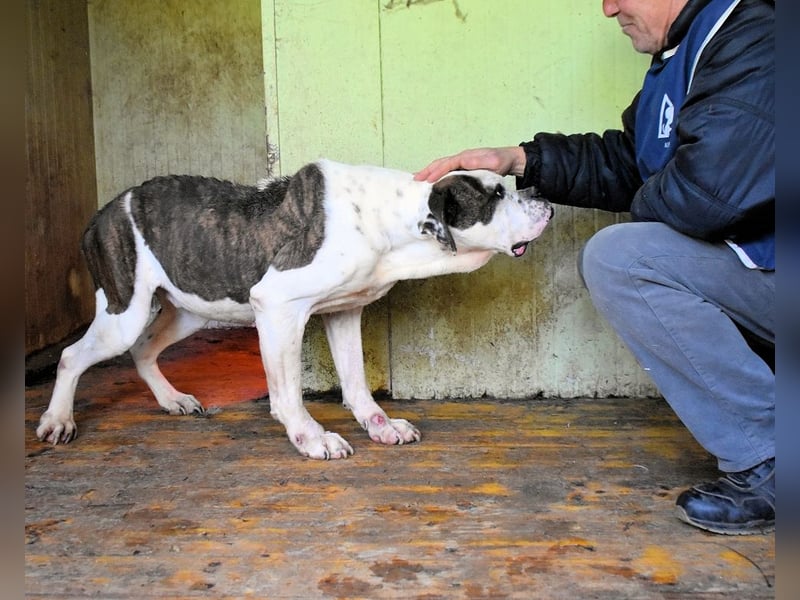 Dimitri - NOTFALL - Wie man einen Hund langsam kaputt stehen lässt