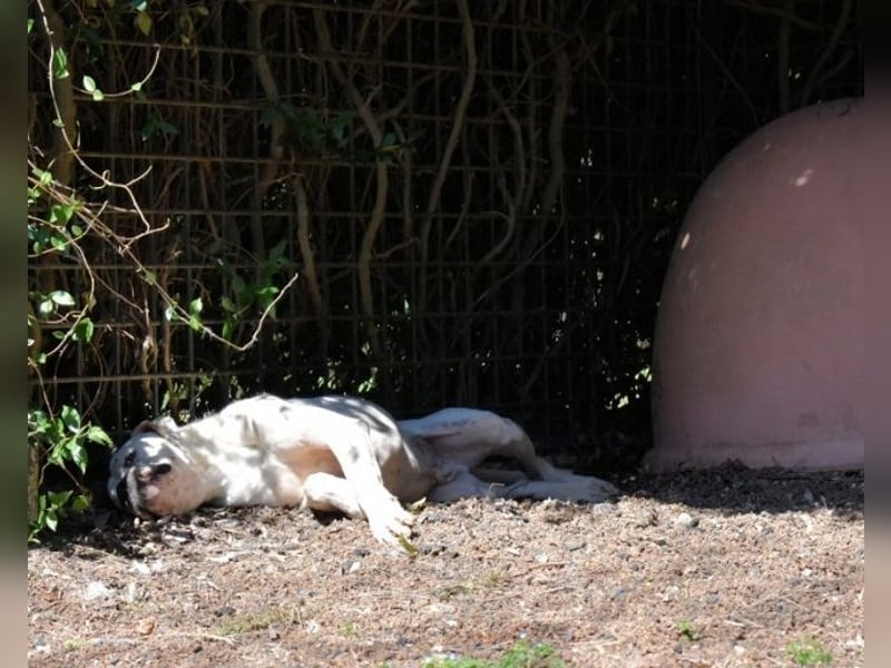Dollaro - ist ein weißer Prachtkerl