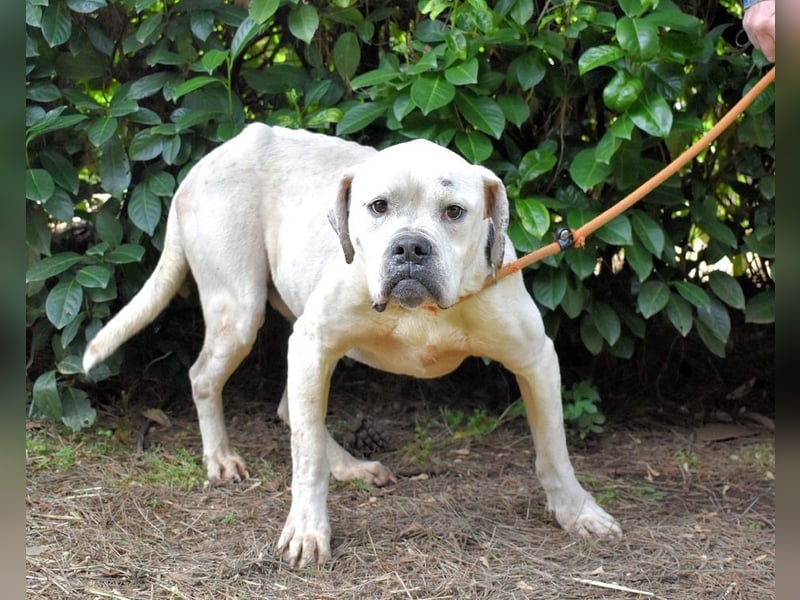 Dollaro - In einer anderen Zeit