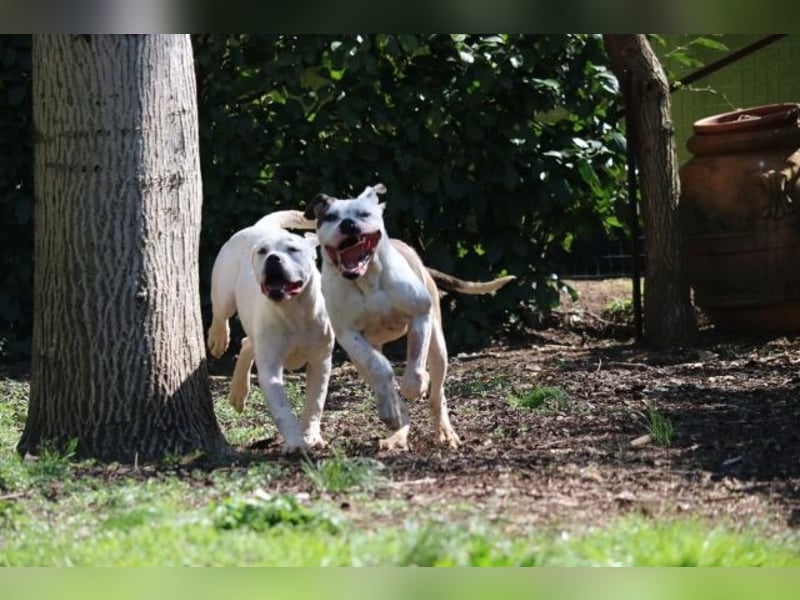 Dimitri - Gebt Ihr mir eine Chance?