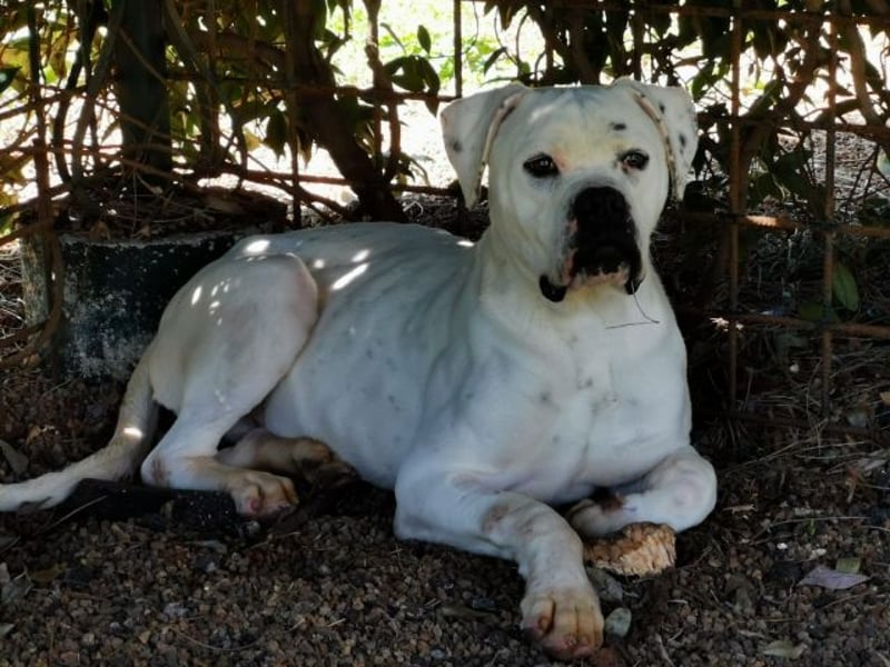 Dollaro - ist ein weißer Prachtkerl