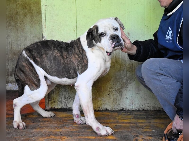 Dimitri - NOTFALL - Wie man einen Hund langsam kaputt stehen lässt